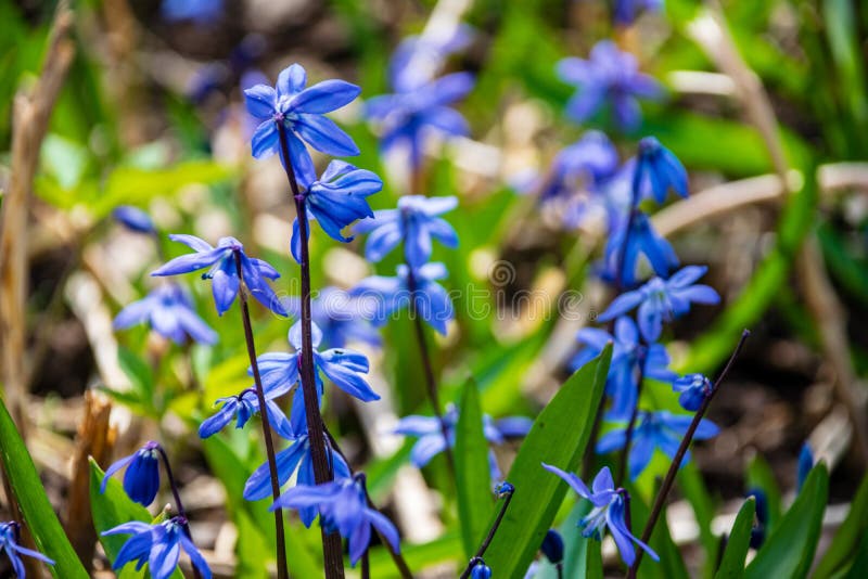 primi fiori blu che fioriscono nella foresta di primavera fotografie stock libere da diritti primi fiori blu che fioriscono nella foresta di primavera fotografie stock libere da diritti