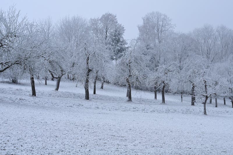 Primo gelo in frutteto sulla mattina nebbiosa di novembre fotografia stock Primo gelo in frutteto sulla mattina nebbiosa di novembre fotografia stock