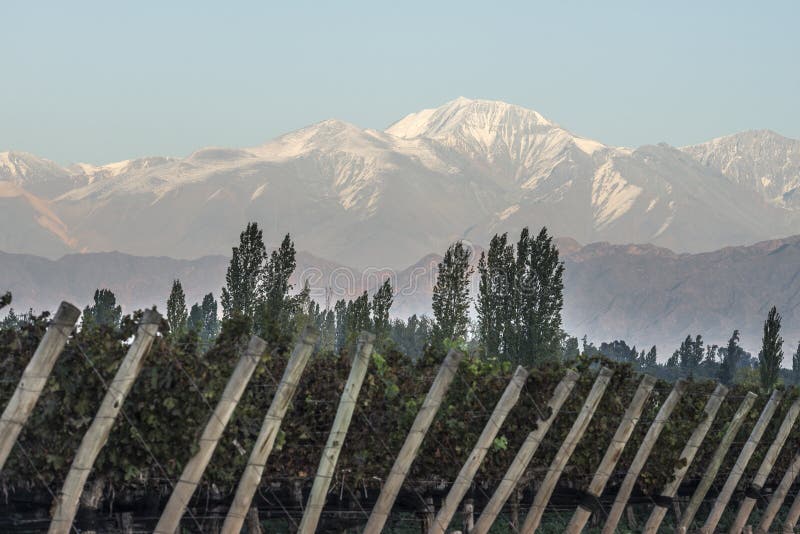 Primo mattino nel vineyardsin Maipu, Mendoza immagini stock Primo mattino nel vineyardsin Maipu, Mendoza immagini stock