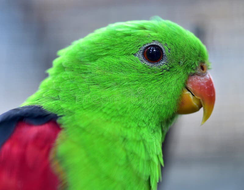 Primo piano di un pappagallo alarossato immagine stock libera da diritti