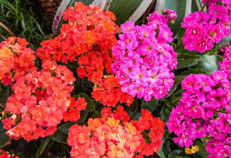 Primo piano al rosa rosso e scioccante che fiammeggia Katy/Kalanchoe/Blossfeldiana/Poelln e crassulaceae degli ibridi immagine stock Primo piano al rosa rosso e scioccante che fiammeggia Katy/Kalanchoe/Blossfeldiana/Poelln e crassulaceae degli ibridi immagine stock