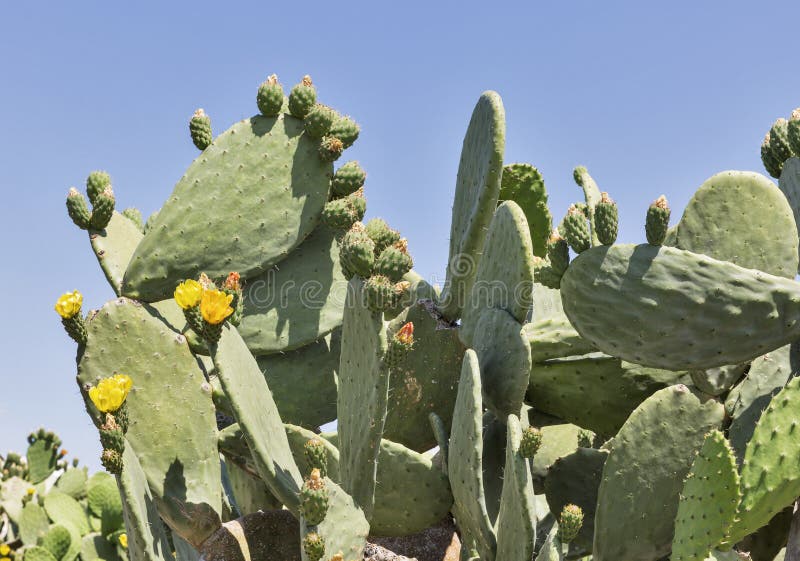 Primo piano all'aperto di fioritura di Coccinellifera del cactus cyprus fotografie stock libere da diritti Primo piano all'aperto di fioritura di Coccinellifera del cactus cyprus fotografie stock libere da diritti