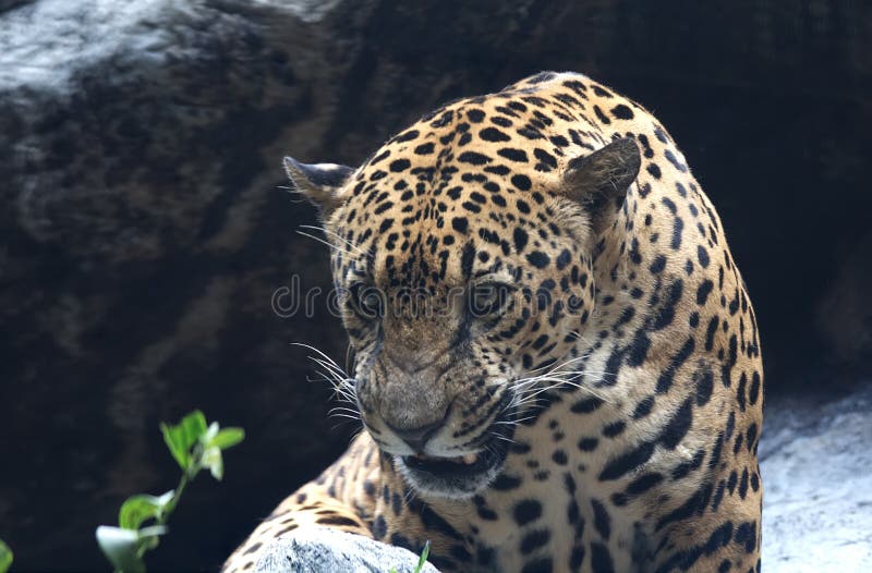 Primo piano arrabbiato del leopardo fotografia stock Primo piano arrabbiato del leopardo fotografia stock