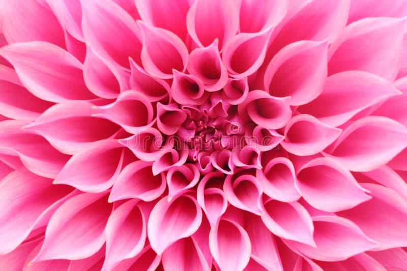 Primo piano astratto (macro) del fiore rosa della dalia con i petali graziosi