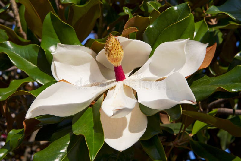 Primo piano bianco del fiore della magnolia fotografie stock Primo piano bianco del fiore della magnolia fotografie stock