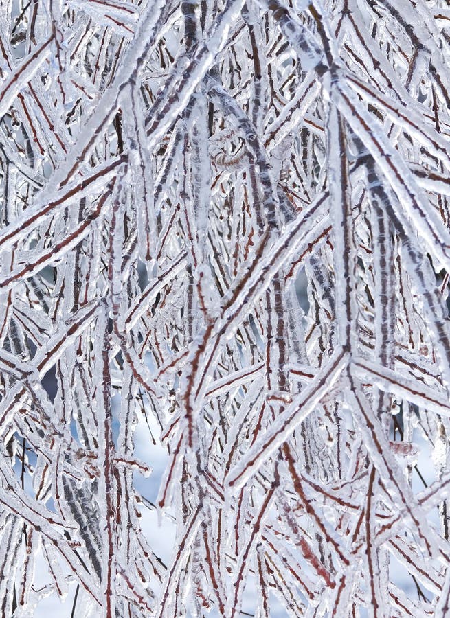 Closeup of frozen branches on a tree after a winter ice storm. Closeup of frozen branches on a tree after a winter ice storm.