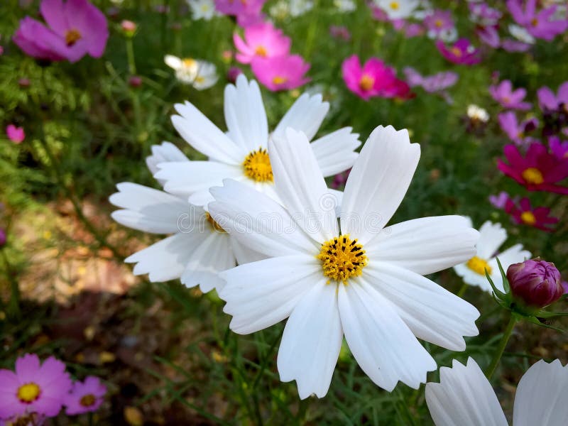 Primo piano Daisy Flowers bianca nel campo fotografie stock libere da diritti Primo piano Daisy Flowers bianca nel campo fotografie stock libere da diritti