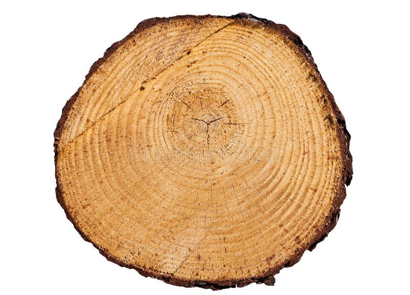 Primo piano degli anelli di albero isolato su fondo bianco fotografie stock libere da diritti Primo piano degli anelli di albero isolato su fondo bianco fotografie stock libere da diritti