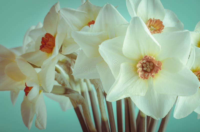 Primo piano dei narcisi della primavera - incrocio elaborato fotografia stock Primo piano dei narcisi della primavera - incrocio elaborato fotografia stock
