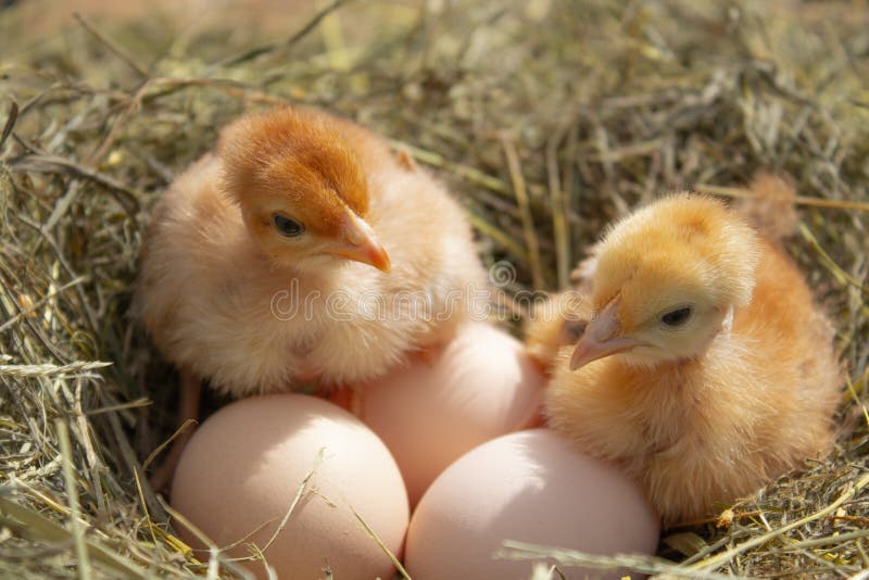 Primo piano dei polli gialli nel nido, piccoli polli gialli, uovo fresco nel nido sull'azienda agricola Avicoltura fotografia stock libera da diritti Primo piano dei polli gialli nel nido, piccoli polli gialli, uovo fresco nel nido sull'azienda agricola Avicoltura fotografia stock libera da diritti