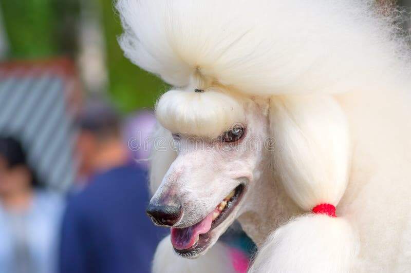 Primo piano del barboncino del cane immagini stock libere da diritti Primo piano del barboncino del cane immagini stock libere da diritti
