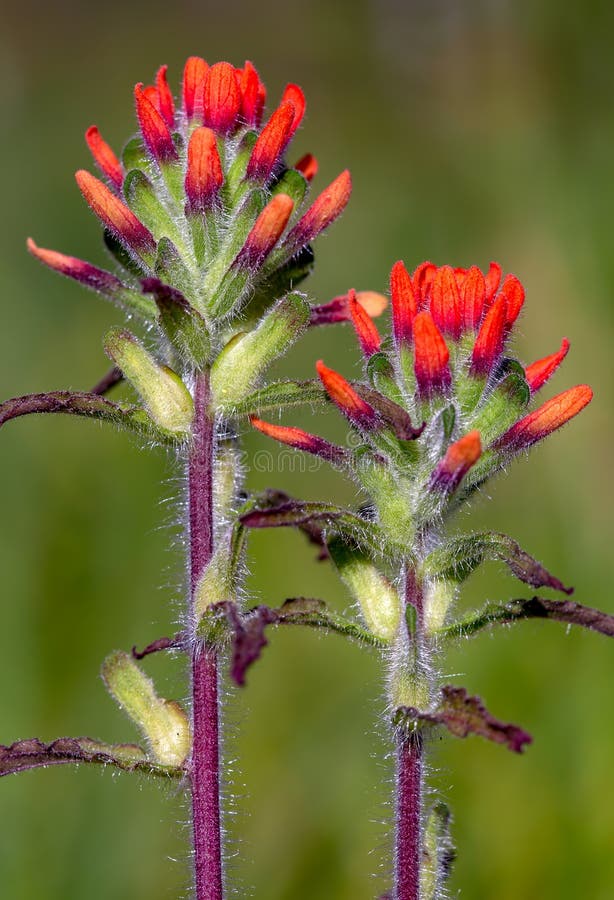 Primo piano del color scarlatto dei fiori del pennello indiano immagini stock libere da diritti Primo piano del color scarlatto dei fiori del pennello indiano immagini stock libere da diritti