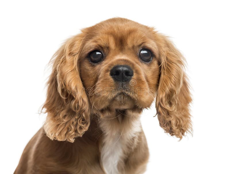 Primo piano del cucciolo sprezzante dello Spaniel di re Charles fotografia stock Primo piano del cucciolo sprezzante dello Spaniel di re Charles fotografia stock