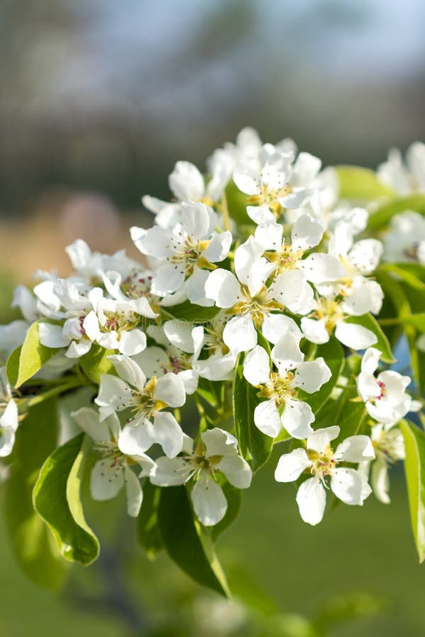 Primo piano del fiore del pero Fiore bianco della pera sul fondo del naturl Primo piano del fiore dell'albero da frutto Profondit immagine stock Primo piano del fiore del pero Fiore bianco della pera sul fondo del naturl Primo piano del fiore dell'albero da frutto Profondit immagine stock