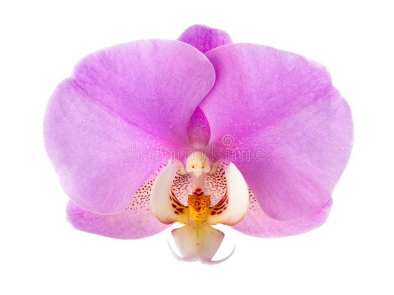 Primo piano del fiore rosa dell'orchidea isolato su fondo bianco immagini stock libere da diritti Primo piano del fiore rosa dell'orchidea isolato su fondo bianco immagini stock libere da diritti