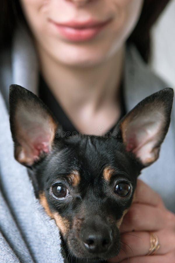 Primo piano del fronte dei cani con il proprietario amoroso sul contesto fotografia stock libera da diritti Primo piano del fronte dei cani con il proprietario amoroso sul contesto fotografia stock libera da diritti