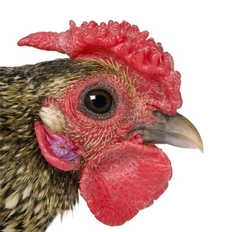 Primo piano del gallo dorato di Sebright, 1 anno immagine stock libera da diritti