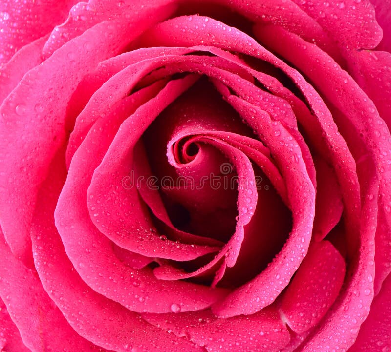 Primo piano del germoglio della rosa di rosa petali di rosa fotografia stock Primo piano del germoglio della rosa di rosa petali di rosa fotografia stock