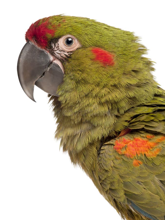 Primo piano del Macaw Rosso-fronteggiato, rubrogenys del Ara