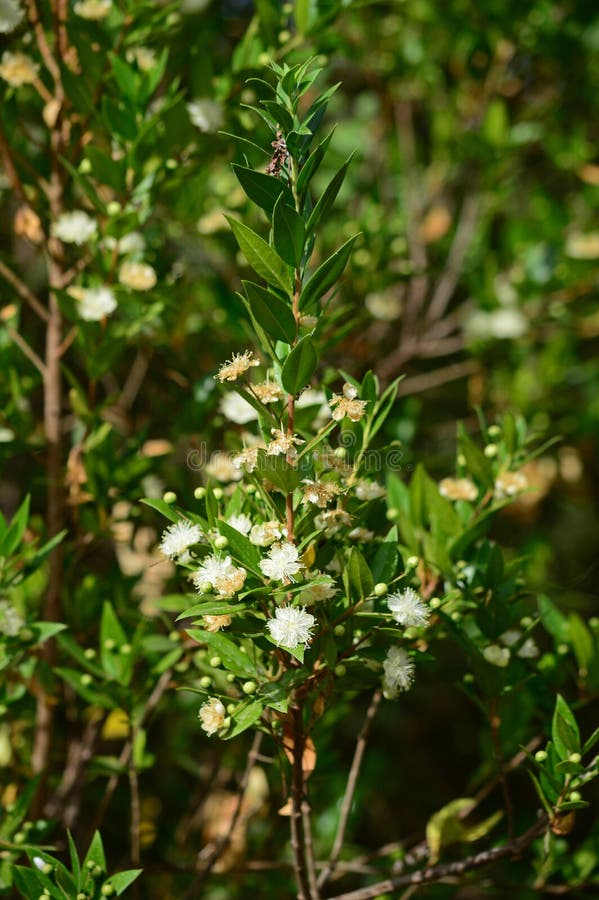 Primo piano del mirto comune in fioritura, natura immagini stock libere da diritti Primo piano del mirto comune in fioritura, natura immagini stock libere da diritti