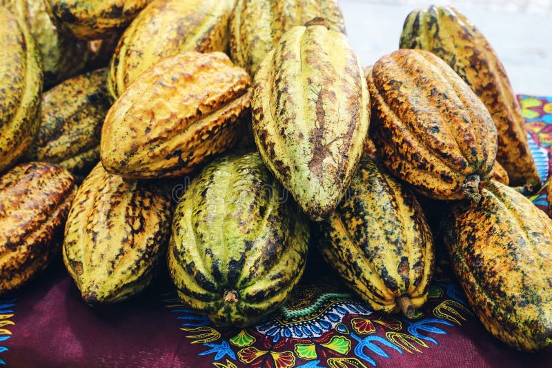 Primo piano del mucchio dei baccelli freschi del cacao, theobroma cacao Mercato di frutta tropicale della via Raccolto del concet immagine stock