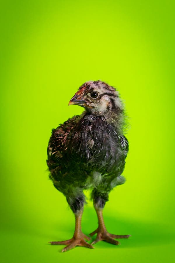 Primo piano del pollo dell'azienda agricola fotografia stock libera da diritti Primo piano del pollo dell'azienda agricola fotografia stock libera da diritti
