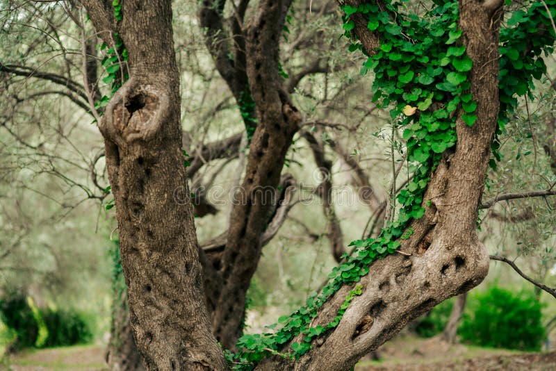 Greensnap Greensnap
