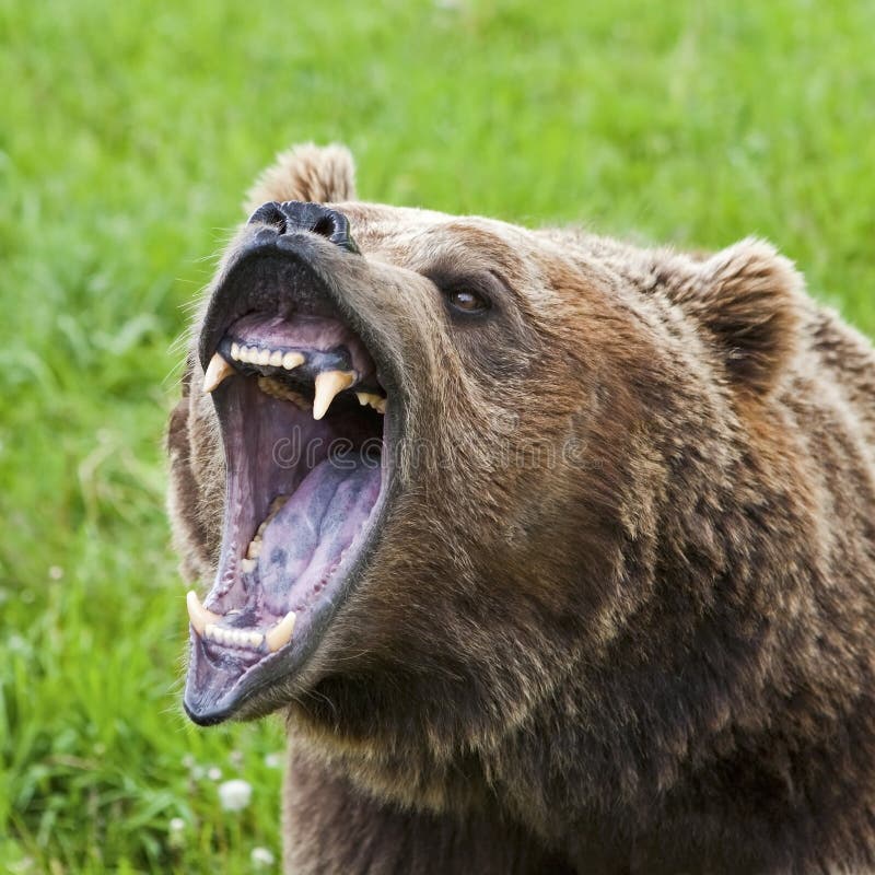 Primo piano del ursus di arctos dell'orso dell'orso grigio