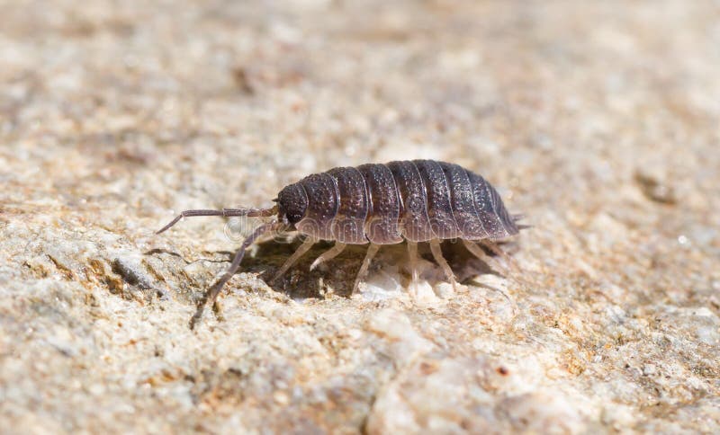 Primo piano del woodlouse comune fotografie stock libere da diritti Primo piano del woodlouse comune fotografie stock libere da diritti