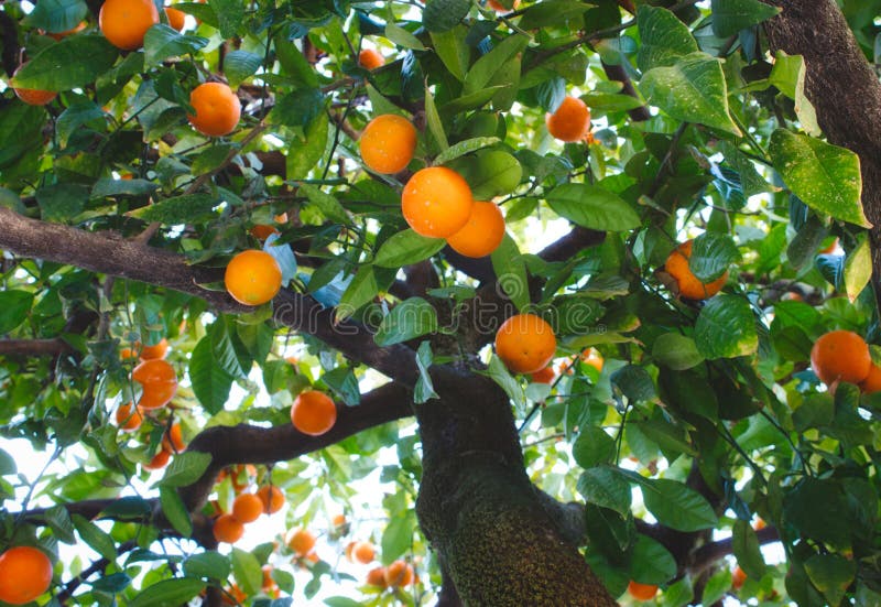 Primo piano dell'arancio in Siviglia che sopporta il colpo maturo della frutta da sotto fotografia stock libera da diritti Primo piano dell'arancio in Siviglia che sopporta il colpo maturo della frutta da sotto fotografia stock libera da diritti
