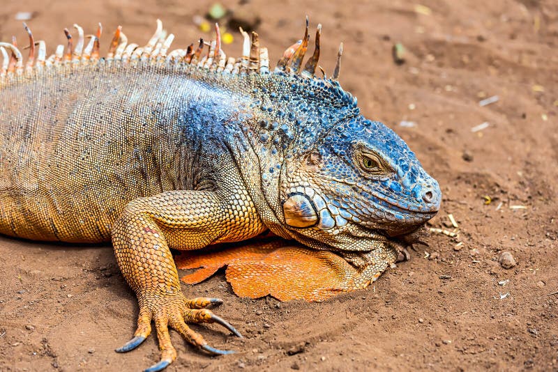 lizard piano lizard piano