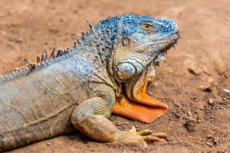 Primo piano dell'iguana o della lucertola