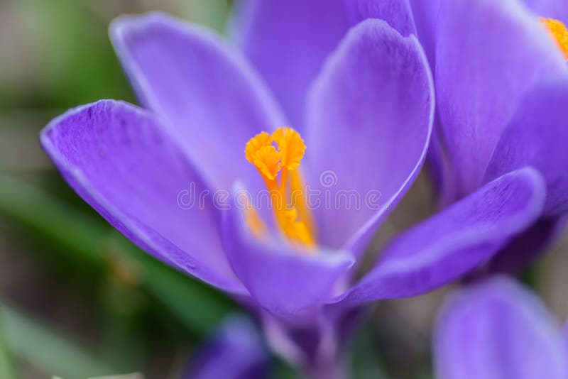 Primo piano dell'obiettivo macro di singolo fiore porpora del croco fotografia stock libera da diritti Primo piano dell'obiettivo macro di singolo fiore porpora del croco fotografia stock libera da diritti