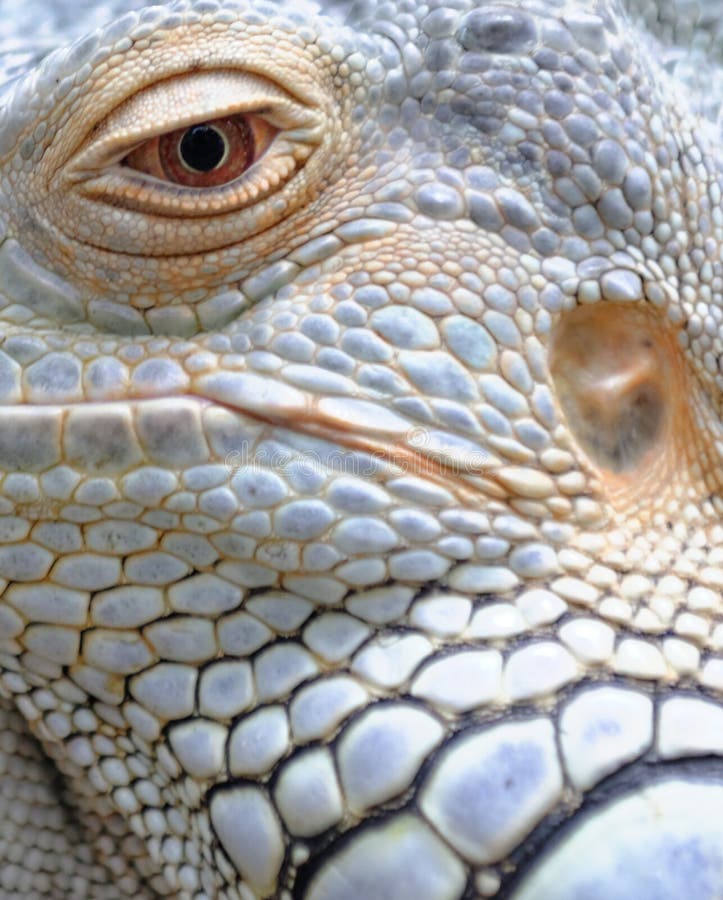 Primo piano dell'occhio e della pelle dell'iguana