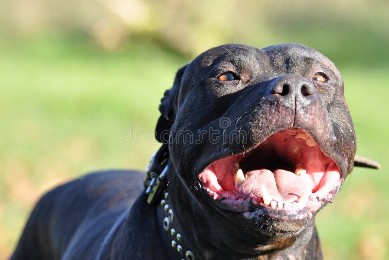 Primo Piano Della Bocca Del Cane Del Abigl Spalancata Fotografia Stock