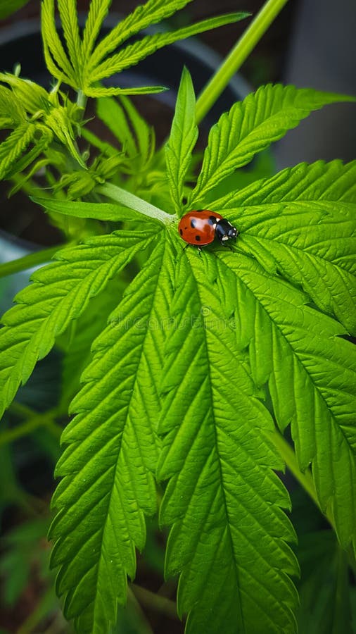 Primo piano della coccinella sulla grande, foglia verde della cannabis fotografia stock libera da diritti Primo piano della coccinella sulla grande, foglia verde della cannabis fotografia stock libera da diritti