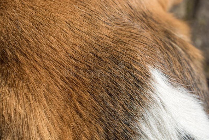 Primo piano della pelliccia di un cane da lepre tricolore fotografia stock libera da diritti Primo piano della pelliccia di un cane da lepre tricolore fotografia stock libera da diritti