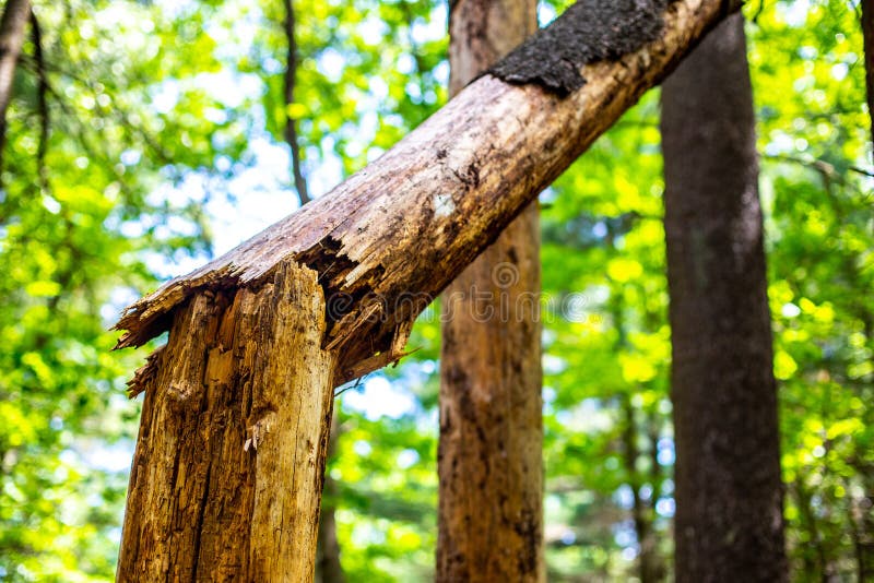 Primo piano della spaccatura rotta e di attaccatura dell'albero al lato fotografia stock Primo piano della spaccatura rotta e di attaccatura dell'albero al lato fotografia stock