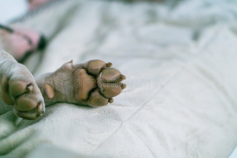 Primo piano della zampa del cane La zampa di bull terrier bianco su tappeto Macro della zampa bianca del cane fotografia stock libera da diritti Primo piano della zampa del cane La zampa di bull terrier bianco su tappeto Macro della zampa bianca del cane fotografia stock libera da diritti