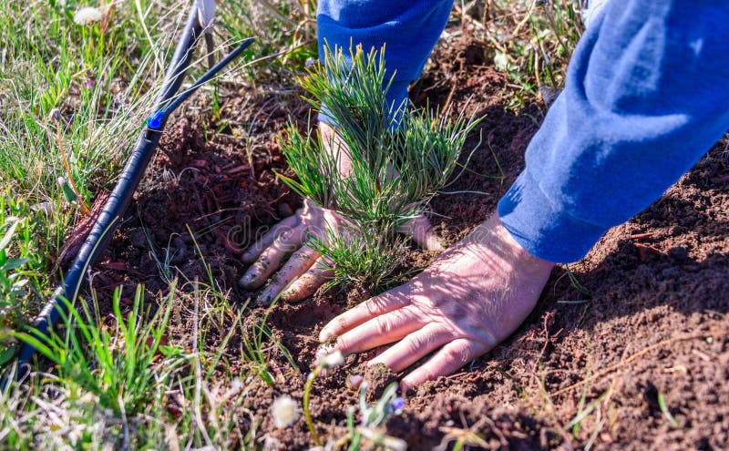 Primo piano delle mani di un uomo che sta piantando un albero sempreverde della piantina del pino flessuoso accanto ad una linea
