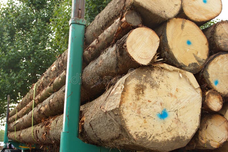 Primo piano delle risorse del legname