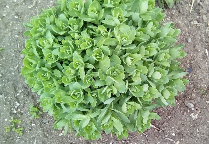 Primo piano delle rosette verde chiaro delle foglie decorative del cavolo immagini stock Primo piano delle rosette verde chiaro delle foglie decorative del cavolo immagini stock