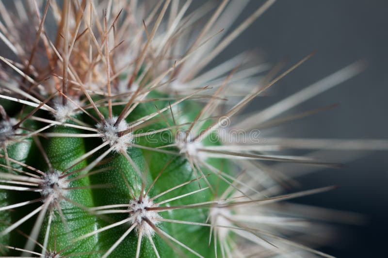 Primo piano delle spine dorsali del cactus fotografia stock libera da diritti Primo piano delle spine dorsali del cactus fotografia stock libera da diritti
