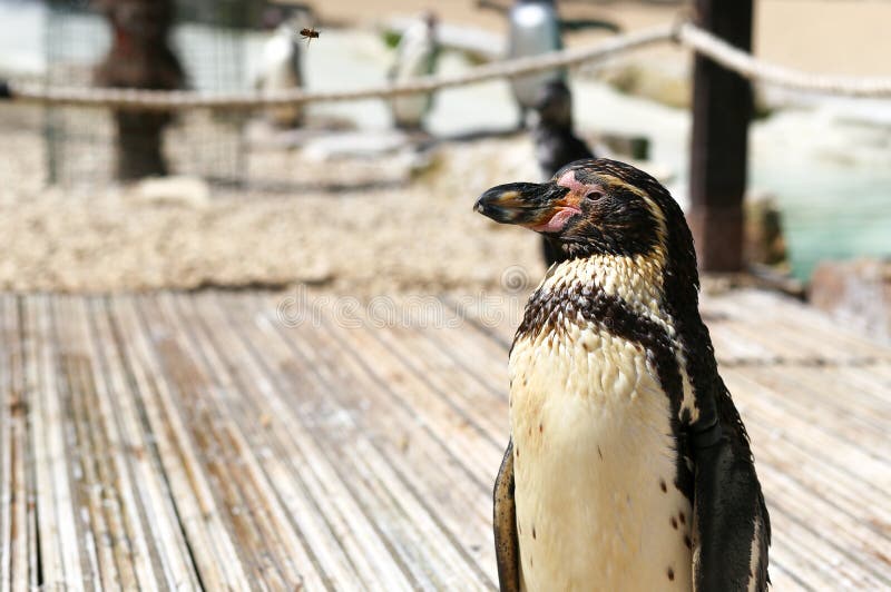 Primo piano dello Spheniscus Humboldti del pinguino di Humboldt fotografia stock libera da diritti Primo piano dello Spheniscus Humboldti del pinguino di Humboldt fotografia stock libera da diritti
