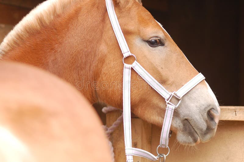 Primo piano dettagliato della testa di cavallo del palomino fotografia stock