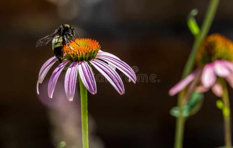 Primo piano dettagliato di bello Coneflower rosa o porpora fotografia stock Primo piano dettagliato di bello Coneflower rosa o porpora fotografia stock