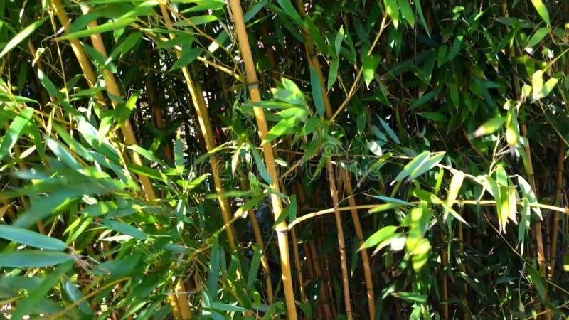Primo piano di bambù della foresta con vento