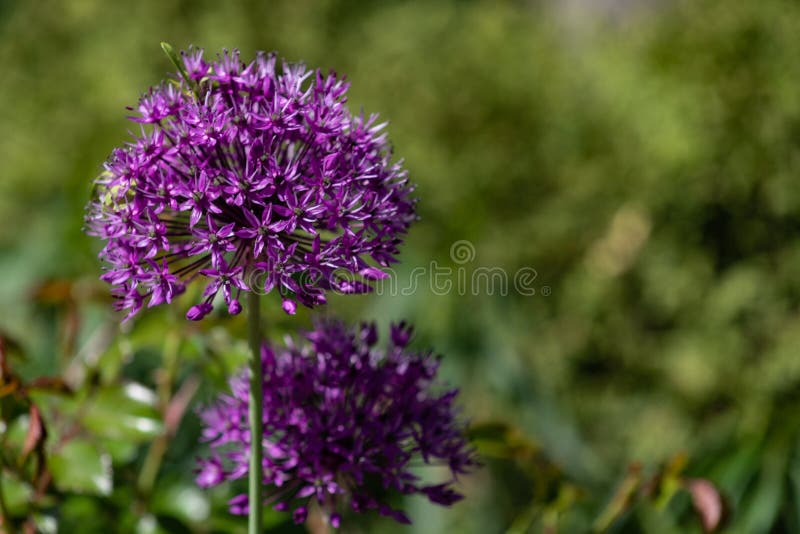 Primo piano di bei fiori insoliti della cipolla su un campo di estate Giganteum dell'allium del vicolo fotografia stock libera da diritti Primo piano di bei fiori insoliti della cipolla su un campo di estate Giganteum dell'allium del vicolo fotografia stock libera da diritti