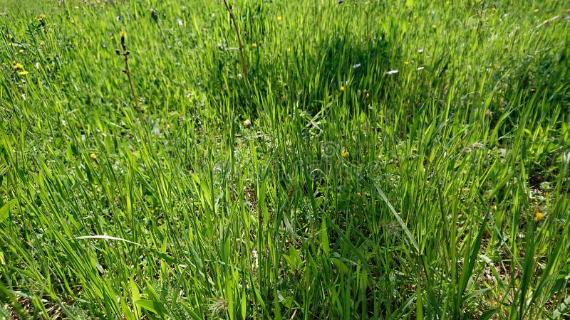 Primo piano di erba verde fotografia stock libera da diritti Primo piano di erba verde fotografia stock libera da diritti
