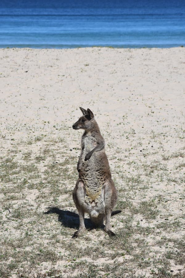 Primo piano di Grey Kangaroo orientale immagini stock libere da diritti Primo piano di Grey Kangaroo orientale immagini stock libere da diritti